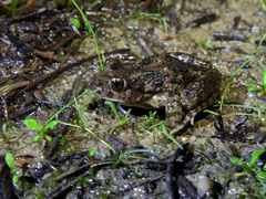 Pelodytes atlanticus