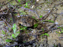Pelodytes atlanticus