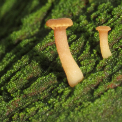 Coccomyxa