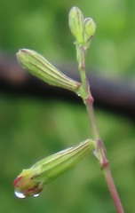 Silene burchellii