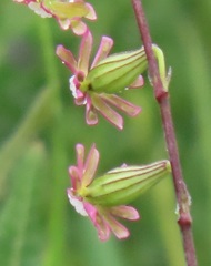 Silene burchellii