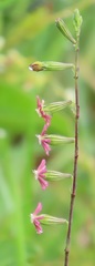 Silene burchellii
