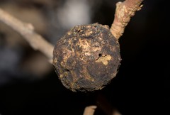 Andricus sternlichti