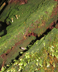 Coccomyxa