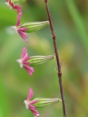 Silene burchellii