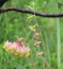 Silene burchellii