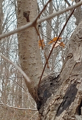 Diatrype disciformis