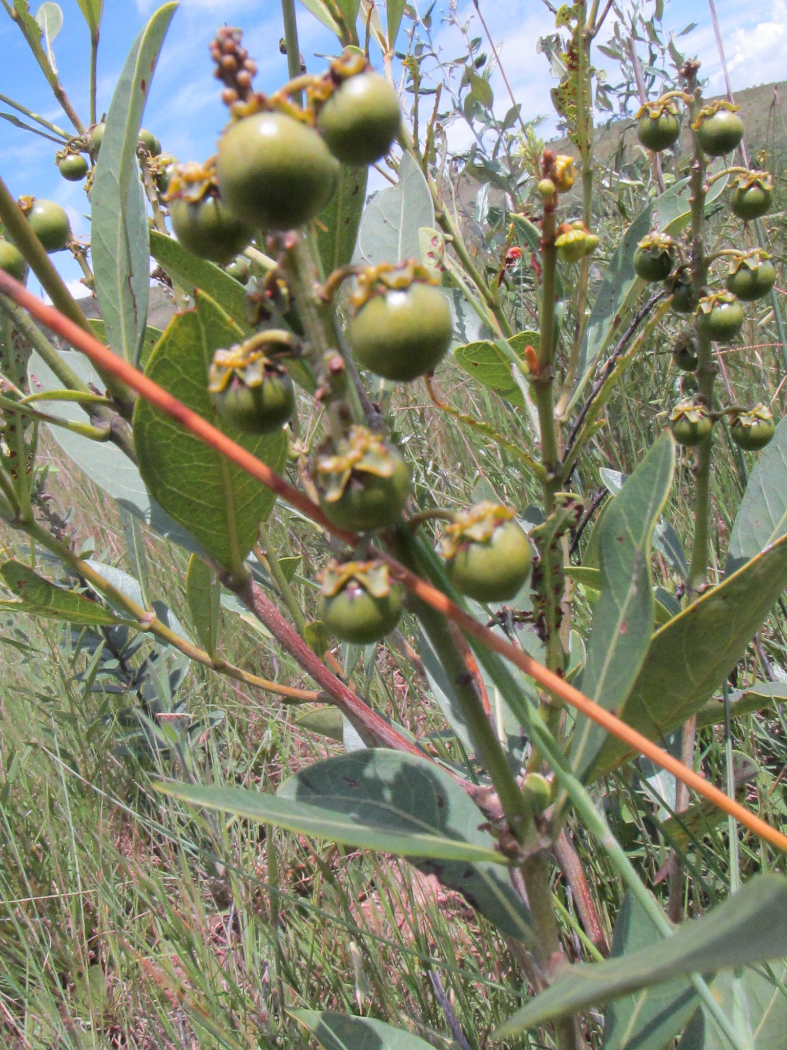 Byrsonima intermedia