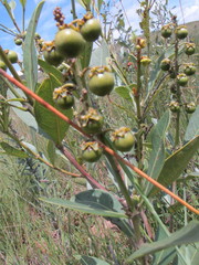 Byrsonima intermedia