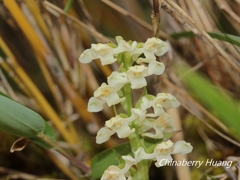 Platanthera brevicalcarata