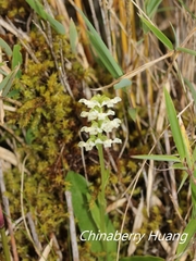 Platanthera brevicalcarata