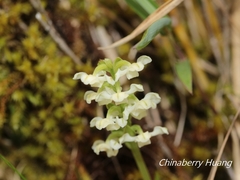 Platanthera brevicalcarata
