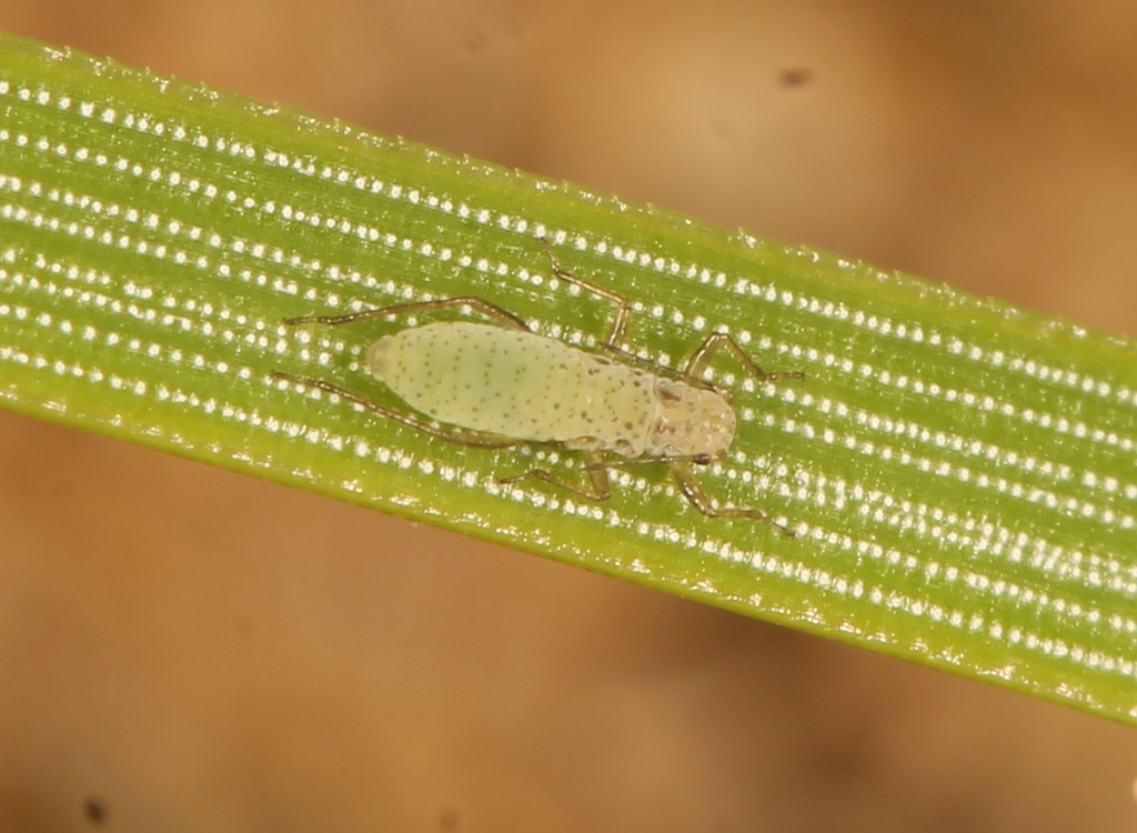 Pine Aphid
