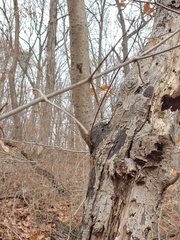 Diatrype disciformis