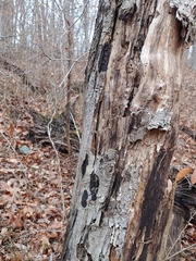 Diatrype disciformis