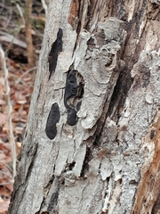 Diatrype disciformis