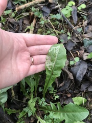 Phytomyza marginella