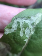 Phytomyza marginella