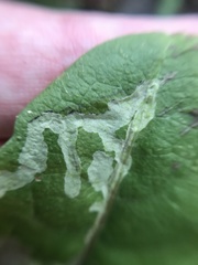 Phytomyza marginella