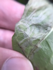 Phytomyza marginella