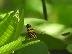 Mechanitis polymnia caucaensis