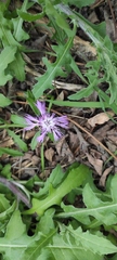 Centaurea aspera