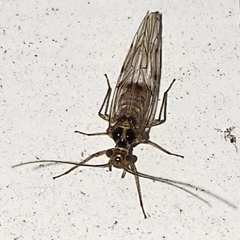 Dasydemellidae