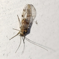 Dasydemellidae