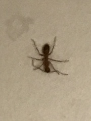 Camponotus variegatus