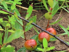 Eugenia albanensis