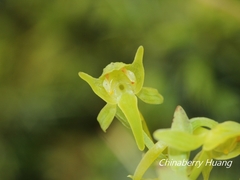 Platanthera mandarinorum pachyglossa
