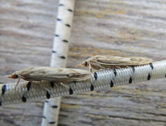 Occidentalia comptulatalis