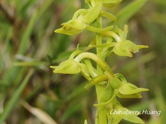 Platanthera mandarinorum pachyglossa