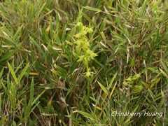 Platanthera mandarinorum pachyglossa