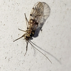 Dasydemellidae