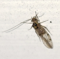 Dasydemellidae