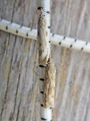 Occidentalia comptulatalis