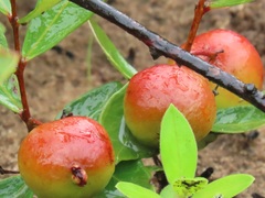 Eugenia albanensis