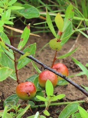 Eugenia albanensis