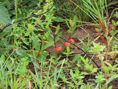 Eugenia albanensis