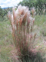 Andropogon bicornis