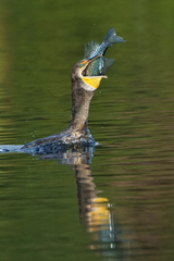 Double-Crested Cormorant photo 6