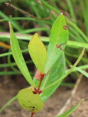 Eugenia albanensis