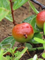 Eugenia albanensis