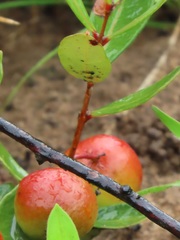 Eugenia albanensis