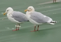 Larus argentatus × hyperboreus