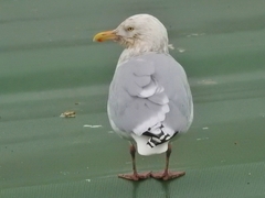 Larus argentatus × hyperboreus