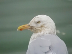 Larus argentatus × hyperboreus