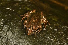 Leptodactylus melanonotus
