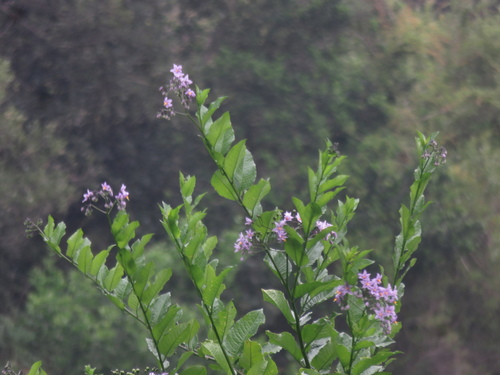 Solanum crispum